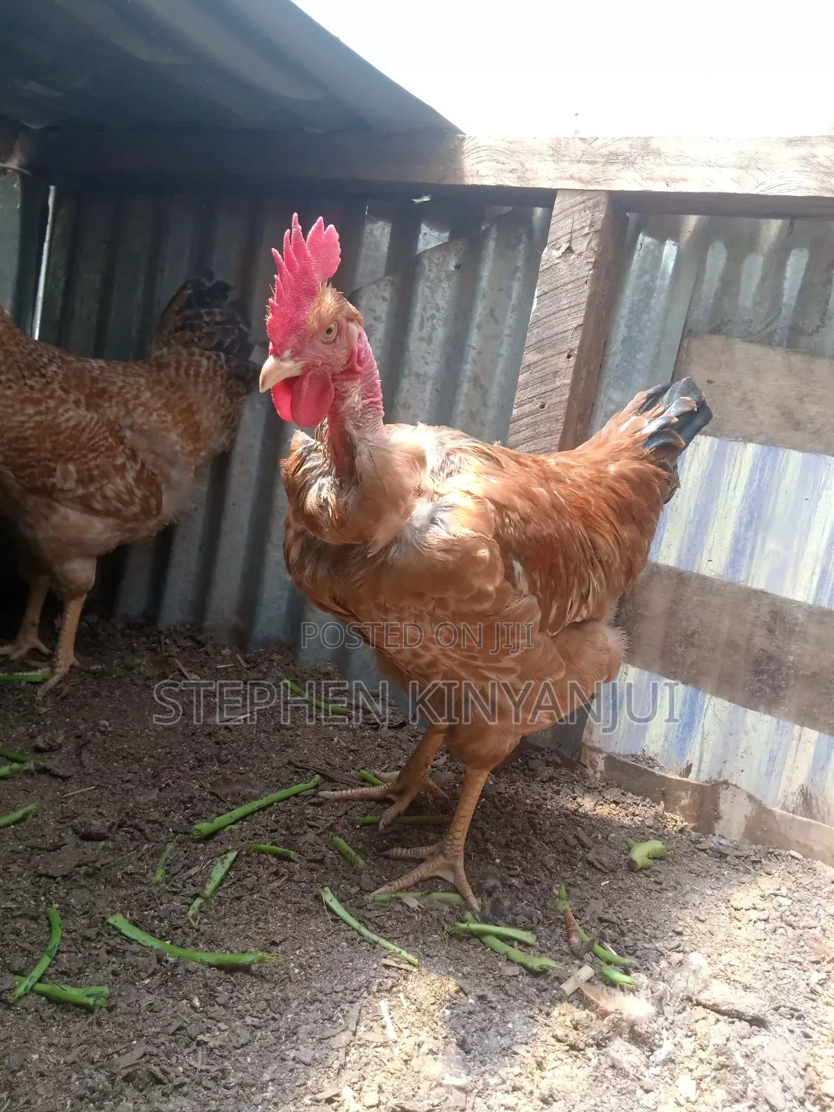 Farm Animals