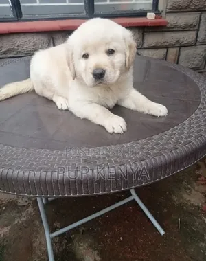 1-3 months Male Purebred Labrador Retriever
