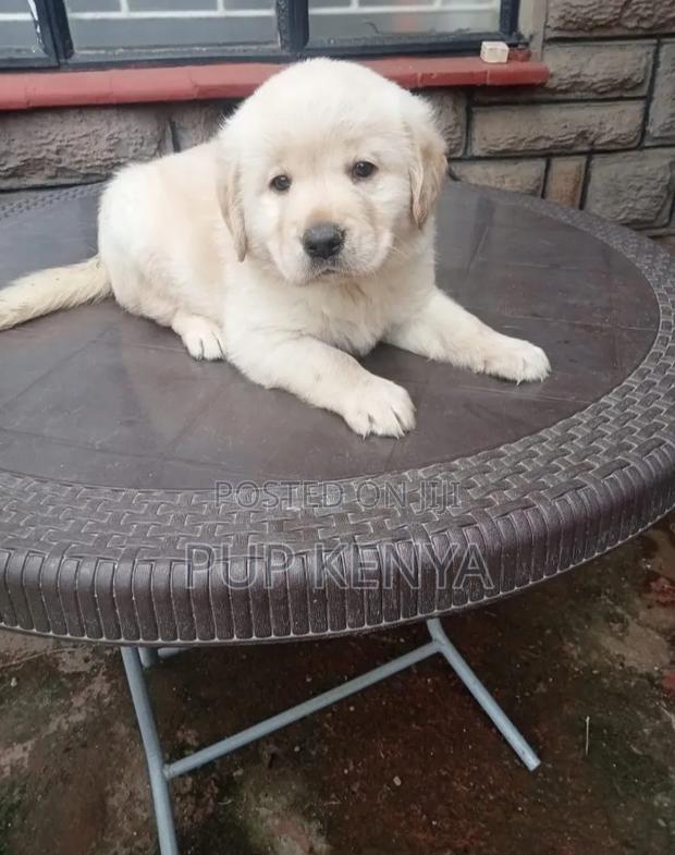 1-3 months Male Purebred Labrador Retriever