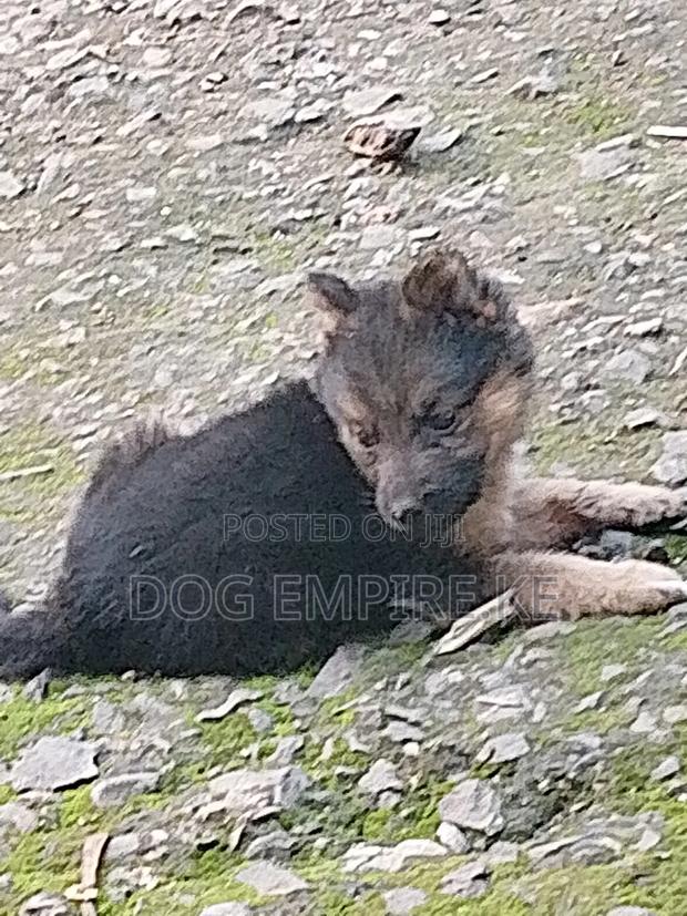 1-3 months Male Purebred German Shepherd - thumbnail 6