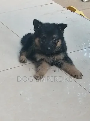 1-3 months Male Purebred German Shepherd
