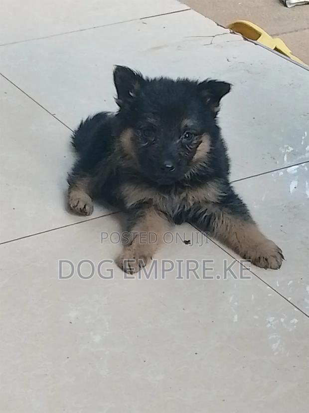 1-3 months Male Purebred German Shepherd