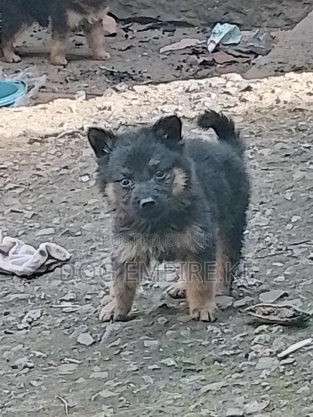 1-3 months Male Purebred German Shepherd - thumbnail 4