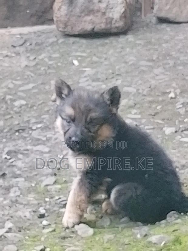 1-3 months Male Purebred German Shepherd - thumbnail 7