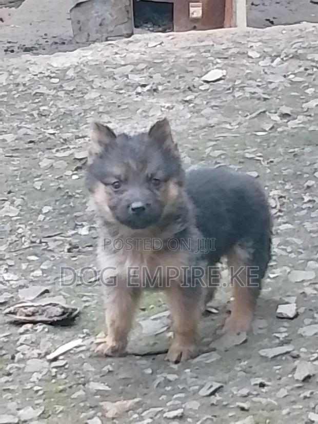 1-3 months Male Purebred German Shepherd - thumbnail 8