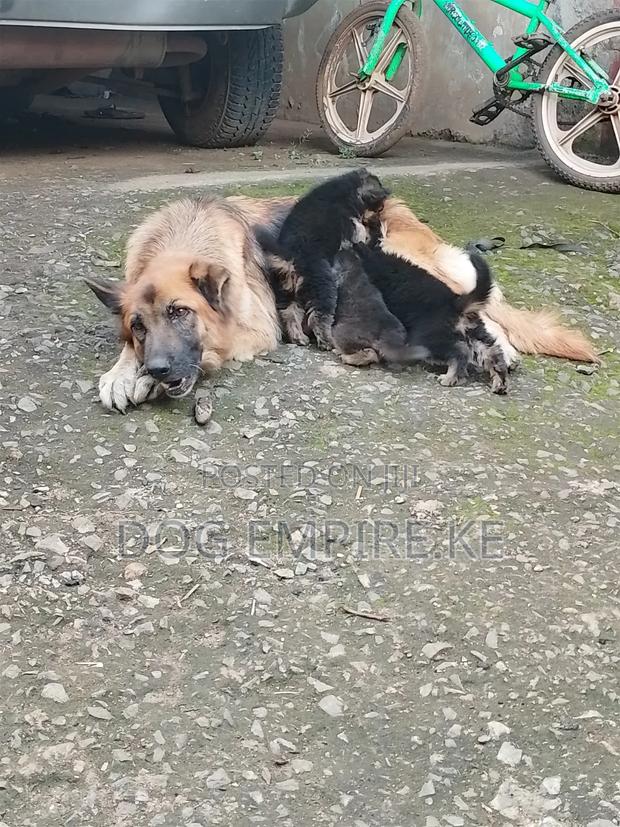 1-3 months Male Purebred German Shepherd - thumbnail 5
