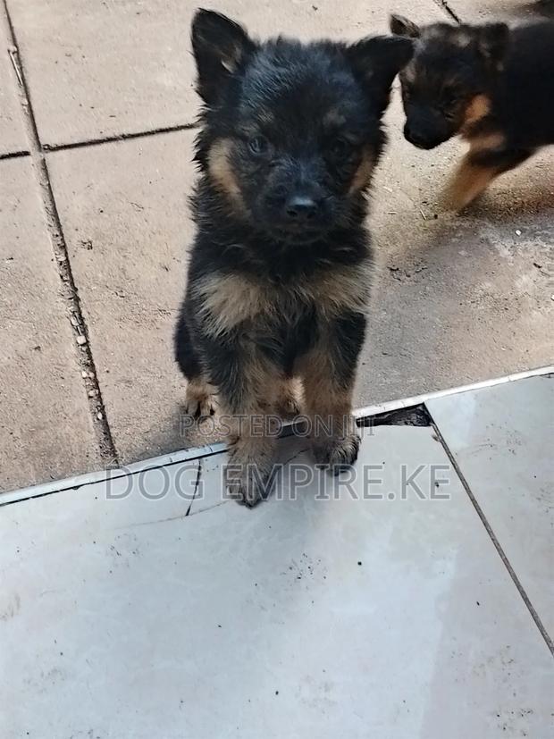 1-3 months Male Purebred German Shepherd - thumbnail 2