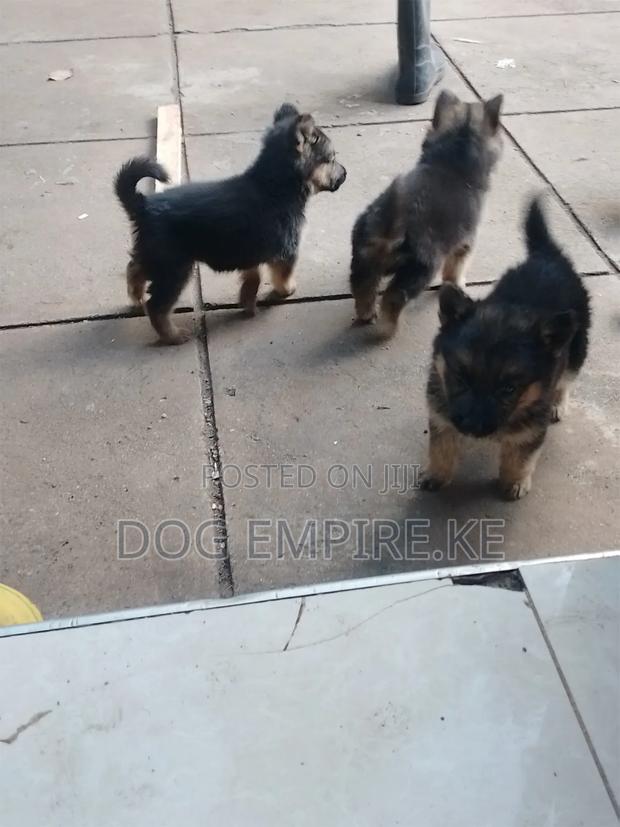 1-3 months Male Purebred German Shepherd - thumbnail 10