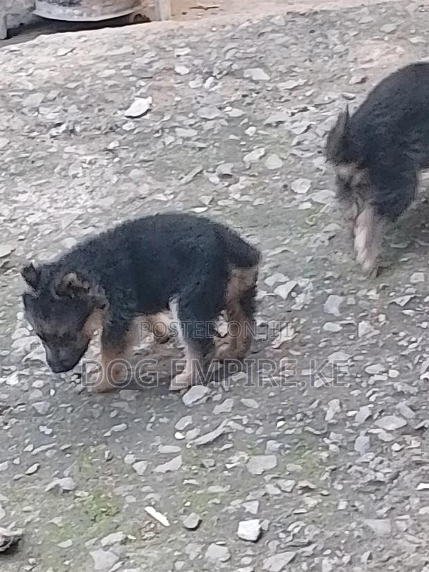 1-3 months Male Purebred German Shepherd - thumbnail 12