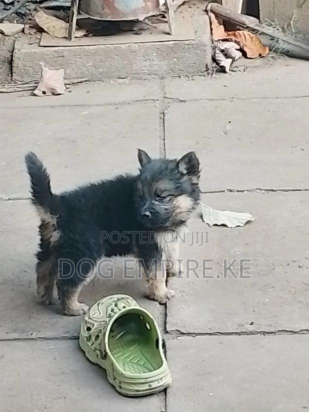 1-3 months Male Purebred German Shepherd - thumbnail 13