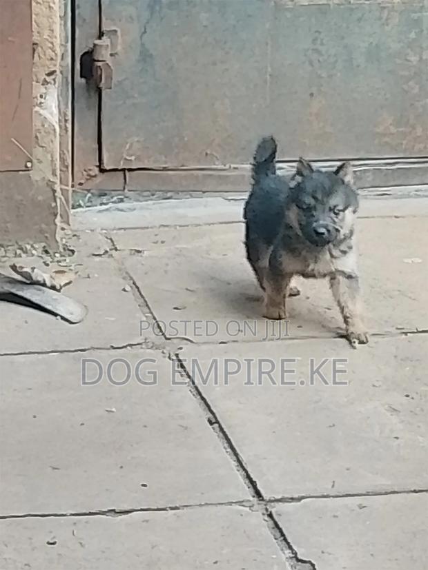 1-3 months Male Purebred German Shepherd - thumbnail 14