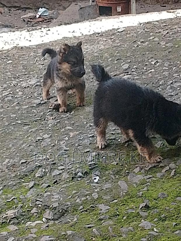 1-3 months Male Purebred German Shepherd - thumbnail 17
