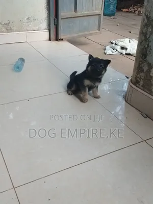 1-3 months Female Purebred German Shepherd