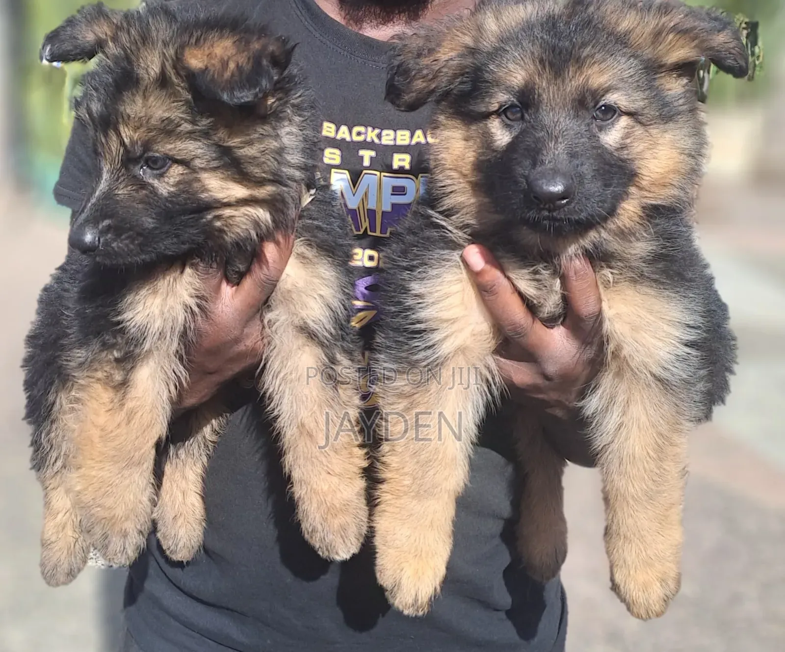 1-3 months Male Purebred German Shepherd
