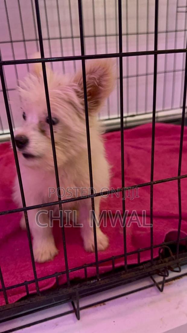 1-3 months Male Purebred Havanese