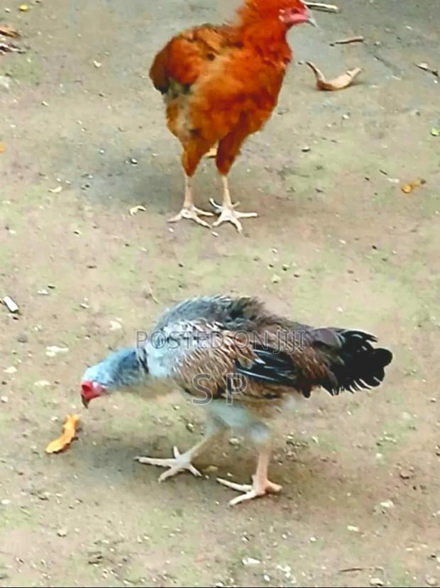Pure Kienyeji Hen