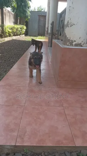 1-3 months Female Purebred German Shepherd