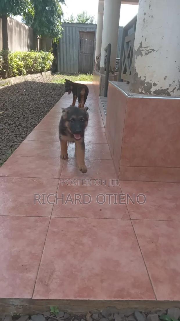 1-3 months Female Purebred German Shepherd