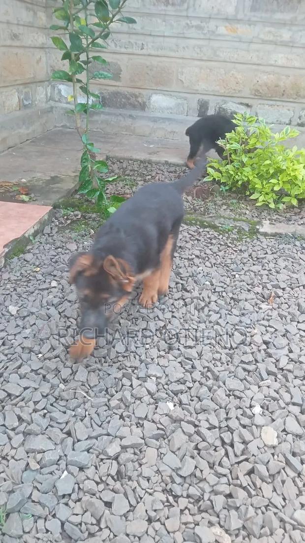 1-3 months Female Purebred German Shepherd - thumbnail 2