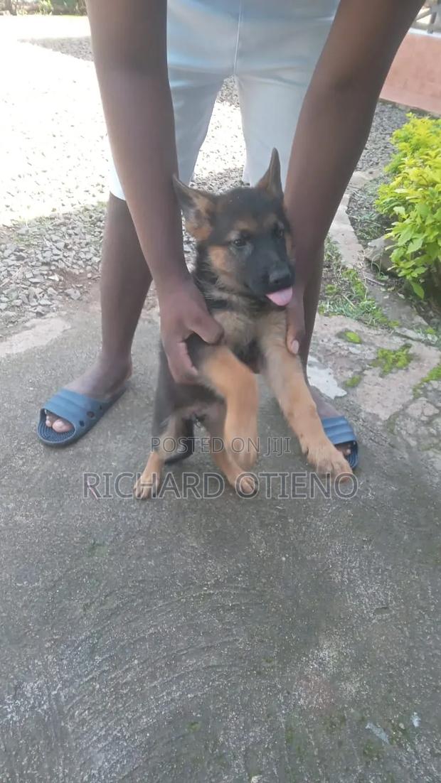 1-3 months Female Purebred German Shepherd - thumbnail 3