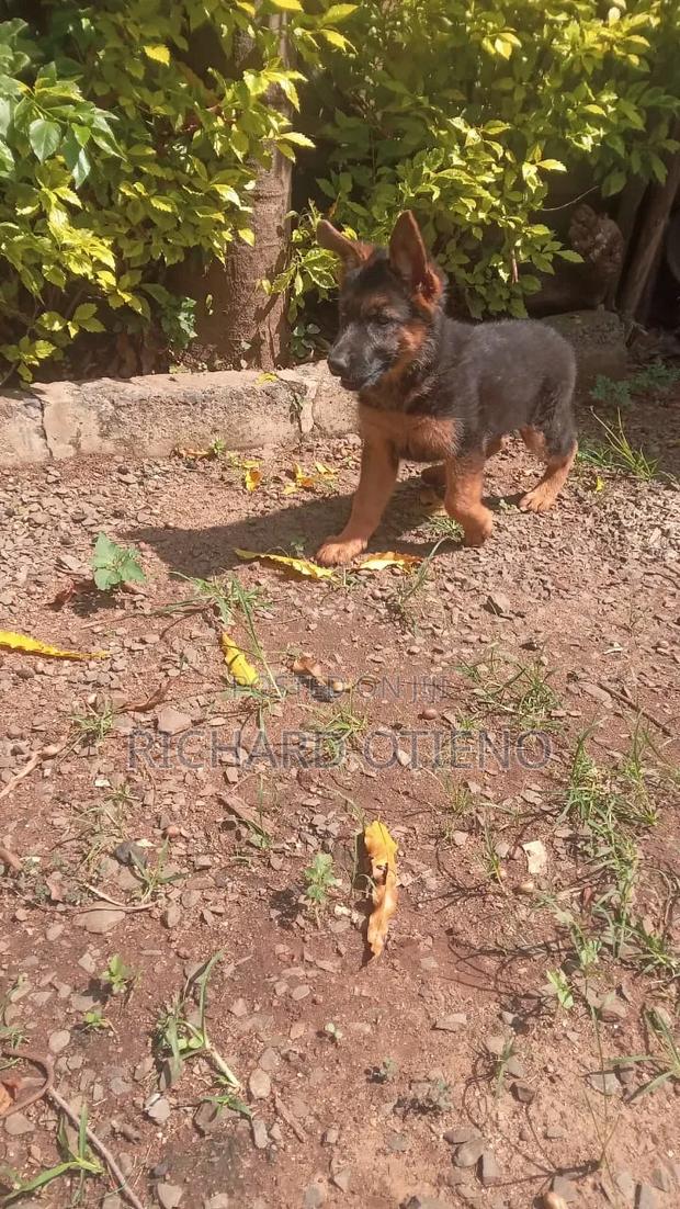 1-3 months Female Purebred German Shepherd - thumbnail 4