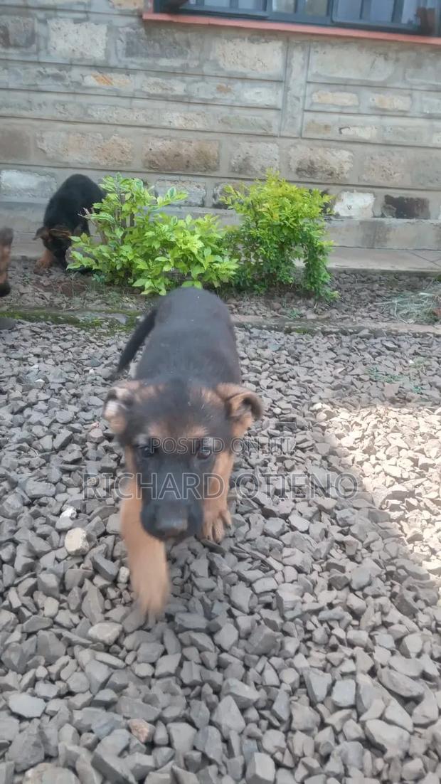 1-3 months Female Purebred German Shepherd - thumbnail 5
