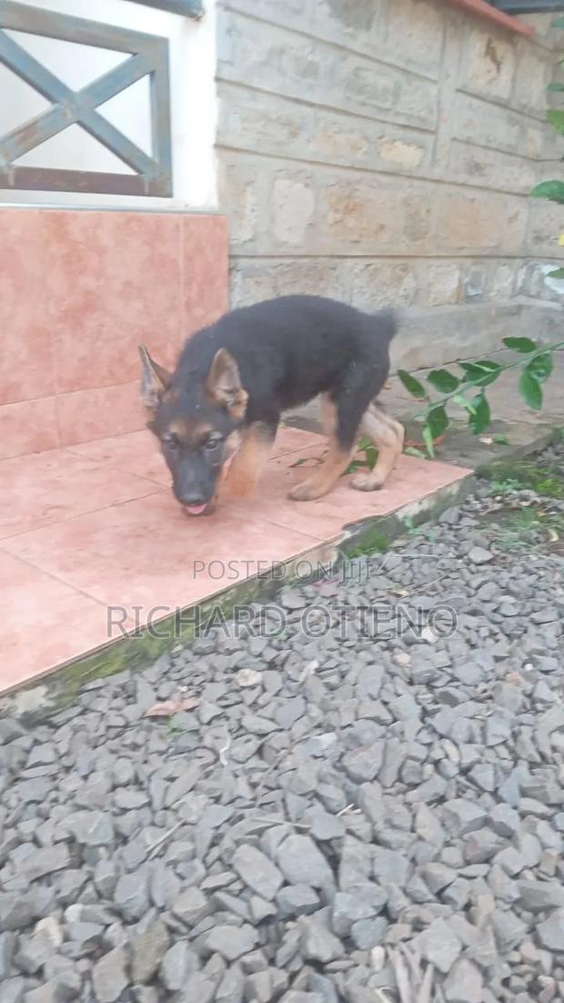 1-3 months Female Purebred German Shepherd - thumbnail 6