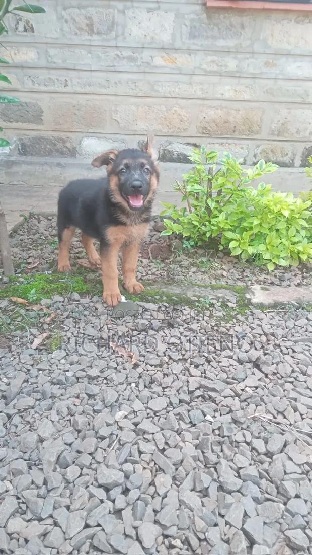 1-3 months Female Purebred German Shepherd - thumbnail 7