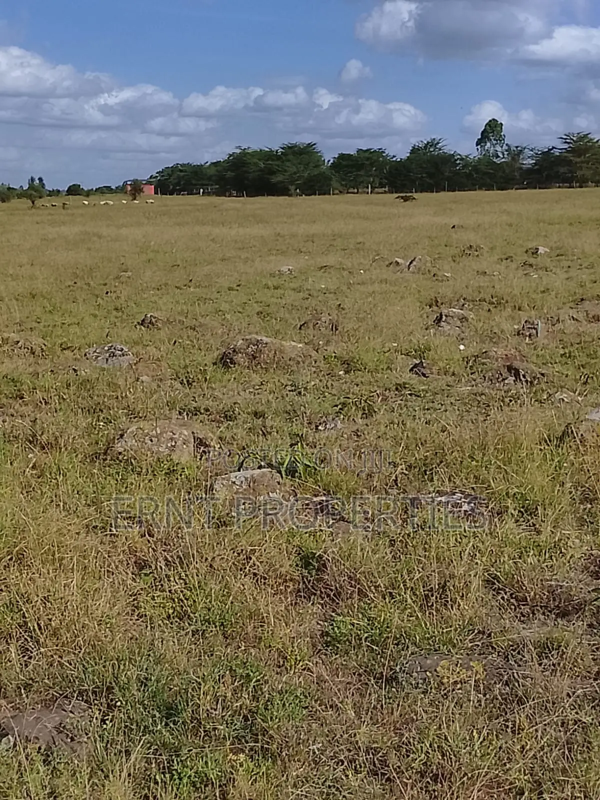 Quick Sale. Two Quarter Acre Plots Near Santoki at KSH