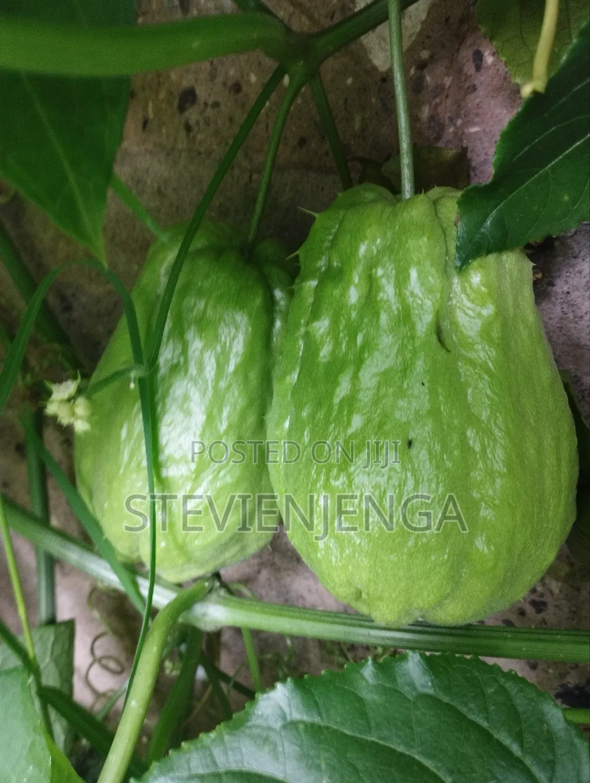 Chayote for Blood Pressure Control
