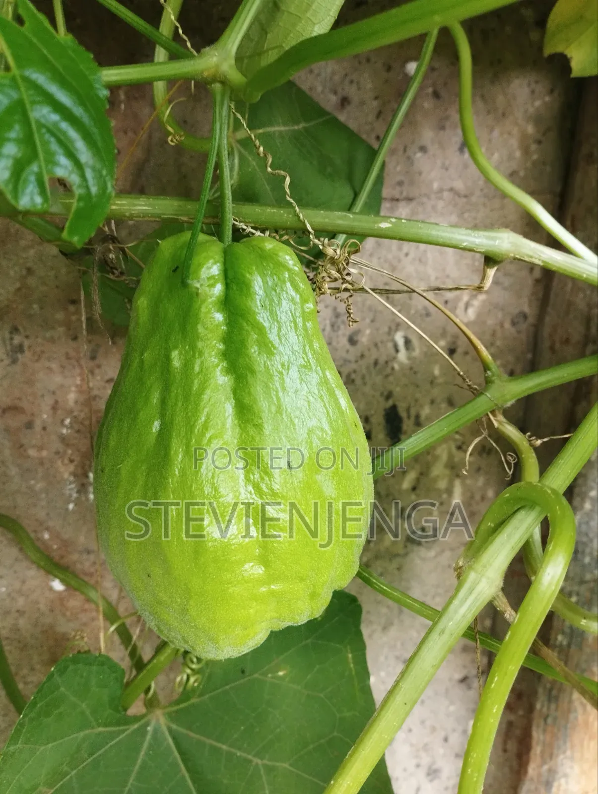 Chayote for Blood Pressure Control