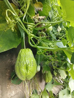 Chayote for Blood Pressure Control