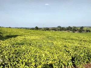 1 Acre Land in Ngorongo Area Limuru