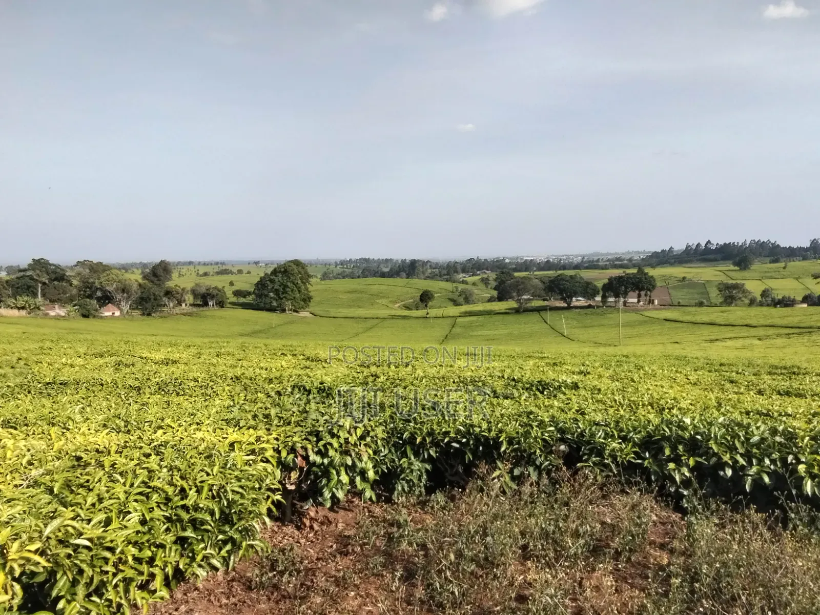 1 Acre Land in Ngorongo Area Limuru