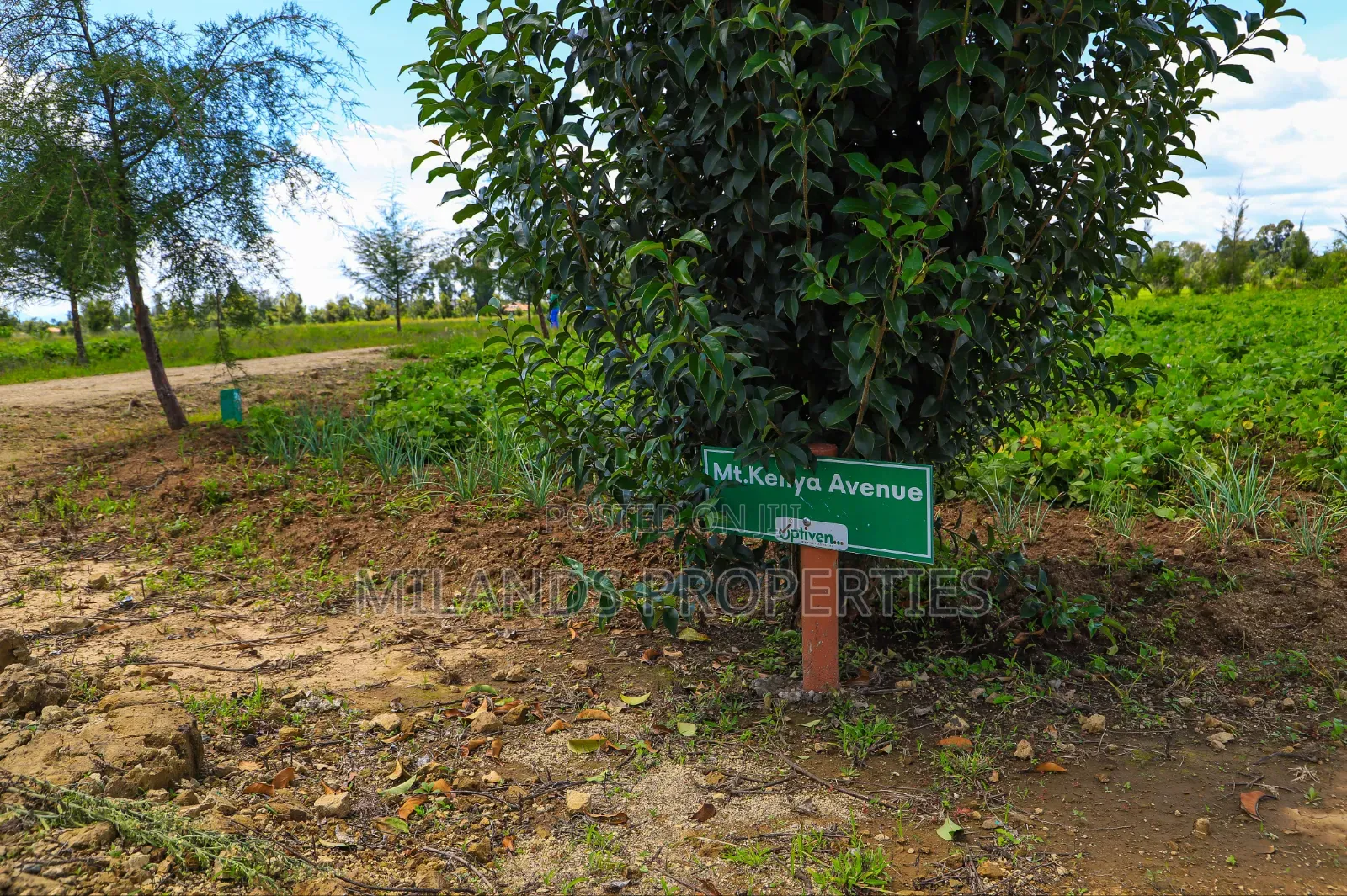 Nanyuki Land for Sale(Ol Pajeta)