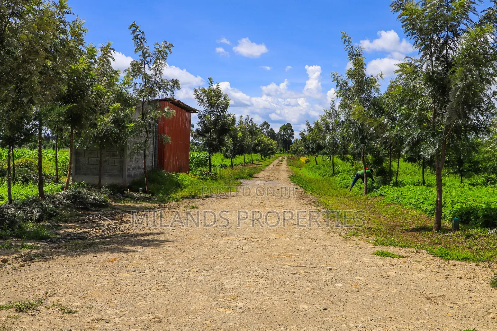 Nanyuki Land for Sale(Ol Pajeta)