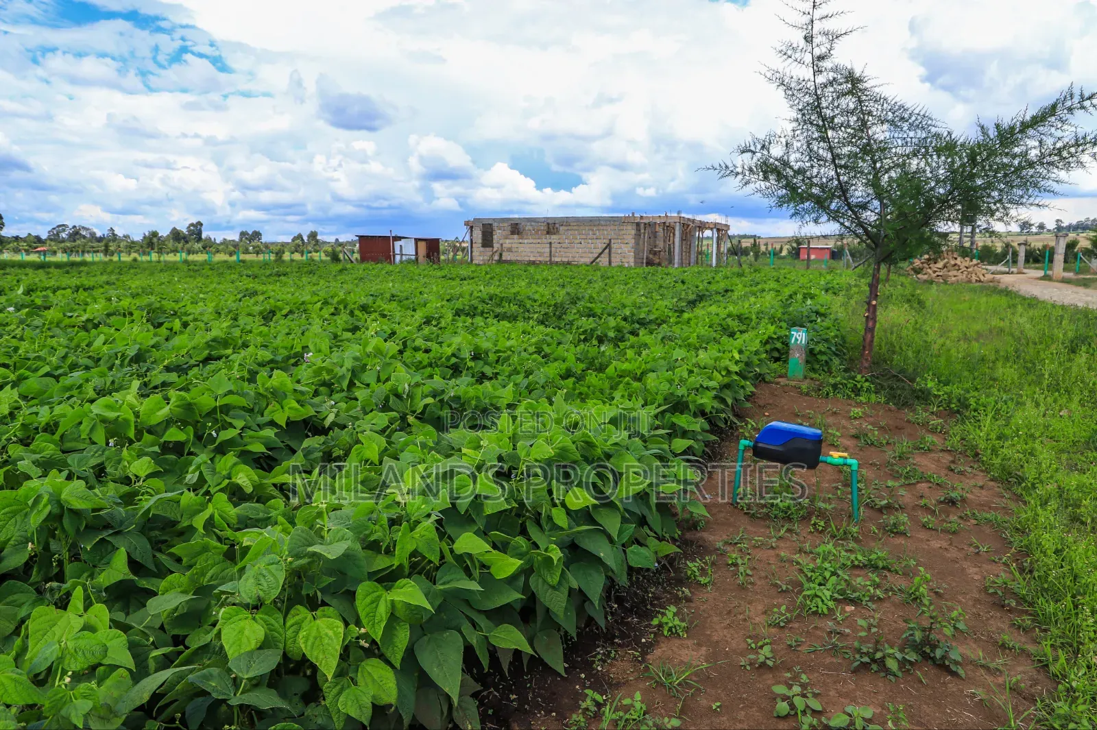 Nanyuki Land for Sale(Ol Pajeta)