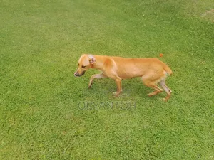 1+ year Female Mixed Breed Great Dane