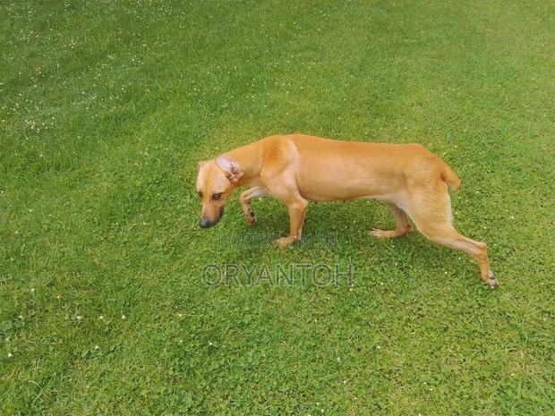 1+ year Female Mixed Breed Great Dane - thumbnail 2