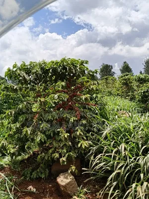 Coffee Firm Kiambu County 8.5m Per Acre Near Delmonte