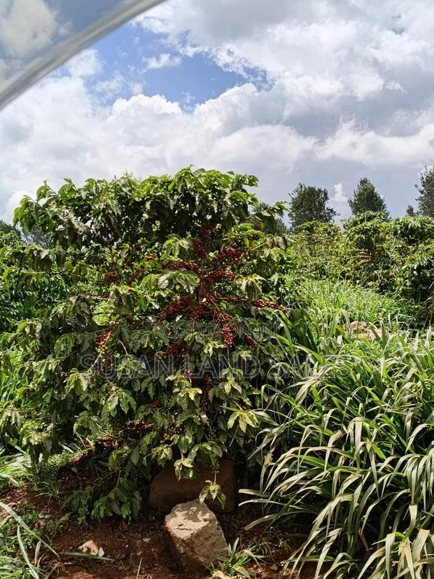 Coffee Firm Kiambu County 8.5m Per Acre Near Delmonte