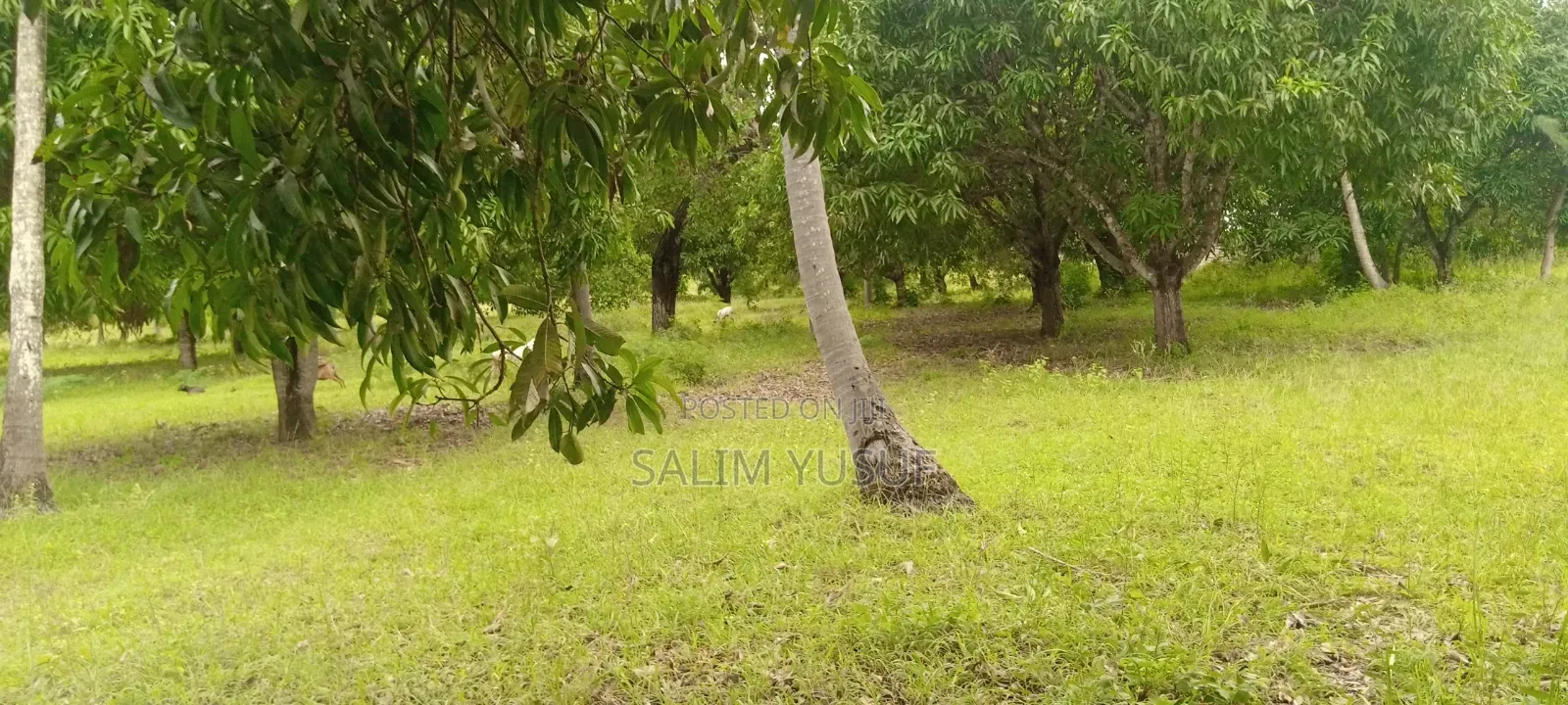 Land on Sale Ng'ombeni 4 Acres 1,9m Per Acre