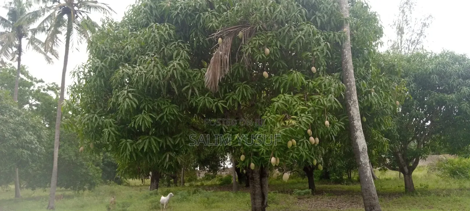 Land on Sale Ng'ombeni 4 Acres 1,9m Per Acre