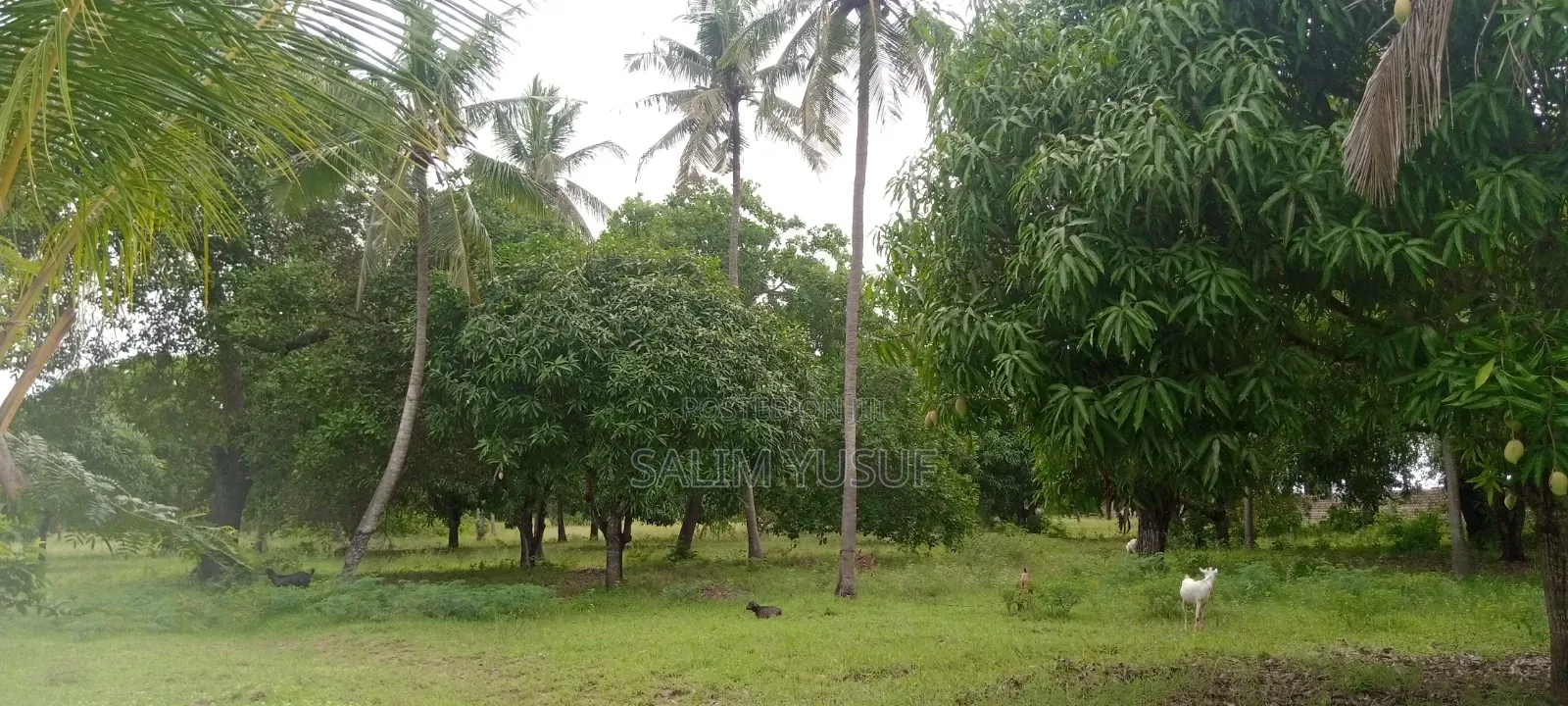 Land on Sale Ng'ombeni 4 Acres 1,9m Per Acre