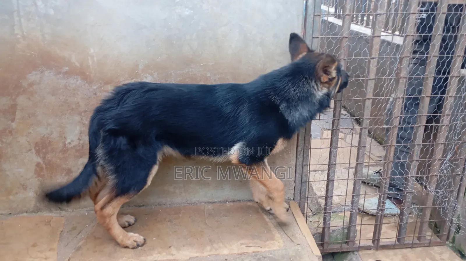 3-6 months Male Purebred German Shepherd