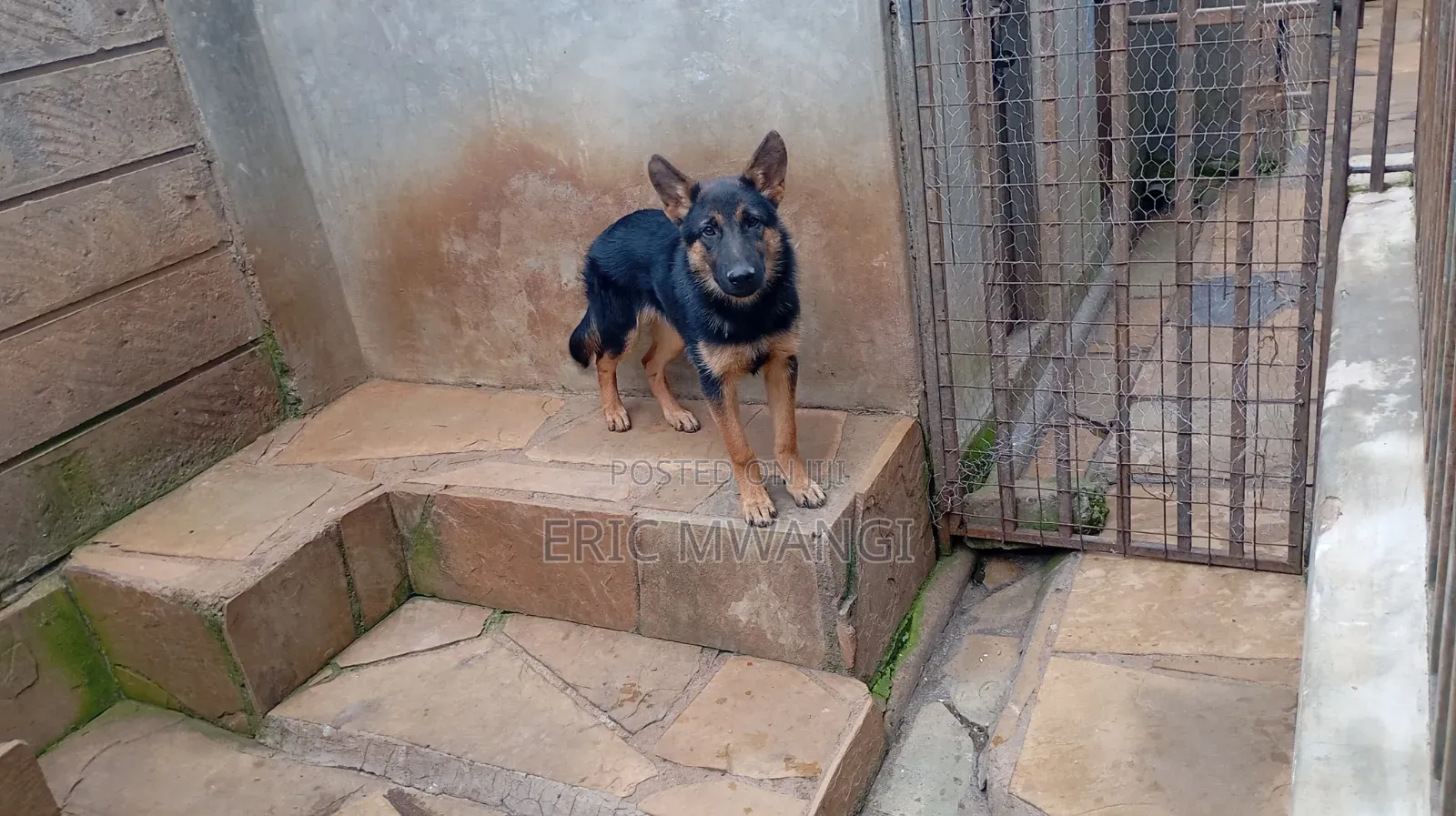 3-6 months Male Purebred German Shepherd
