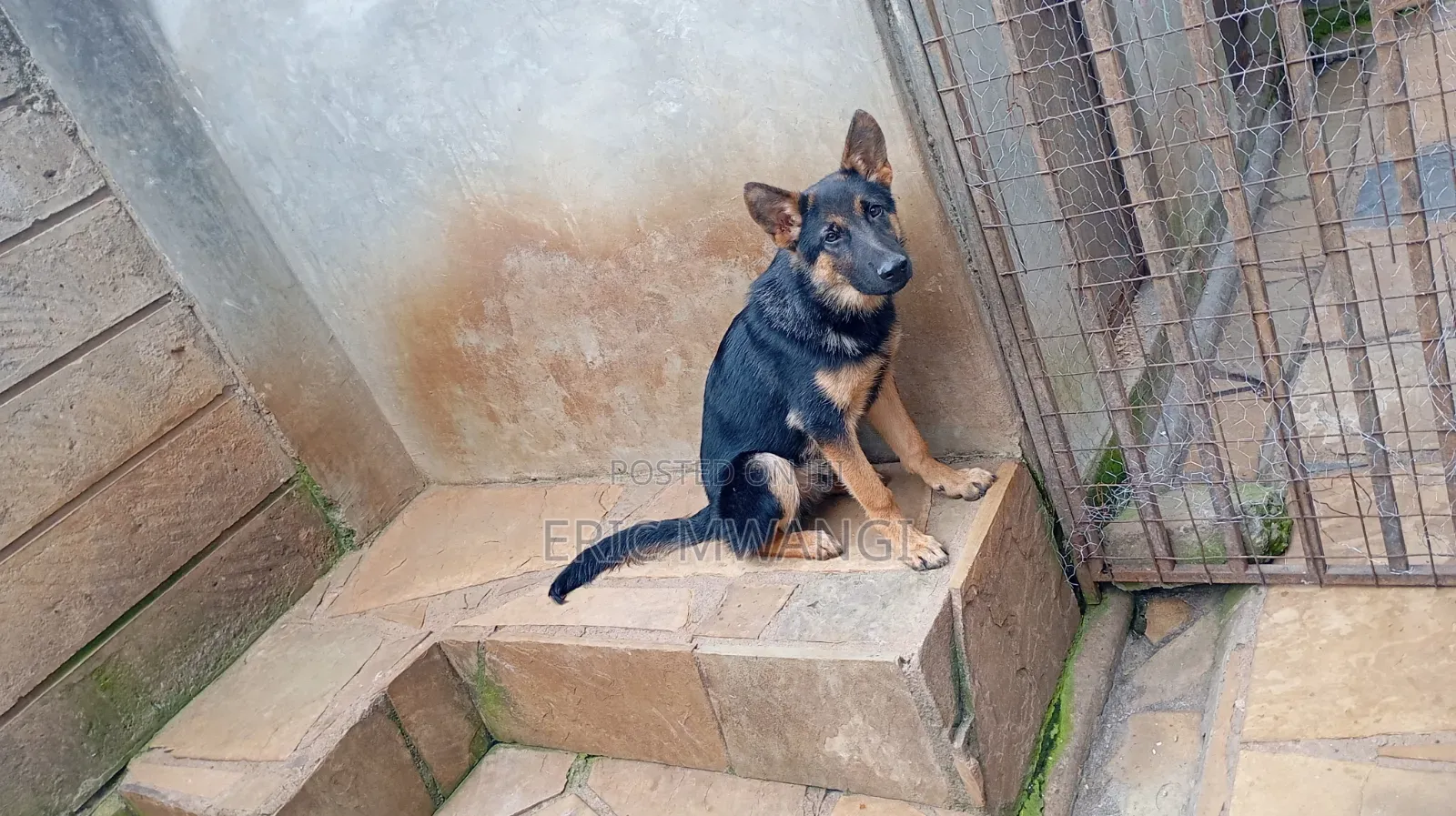 3-6 months Male Purebred German Shepherd