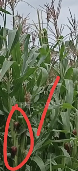 Farming of Maize, Sorghum and Cow Piese