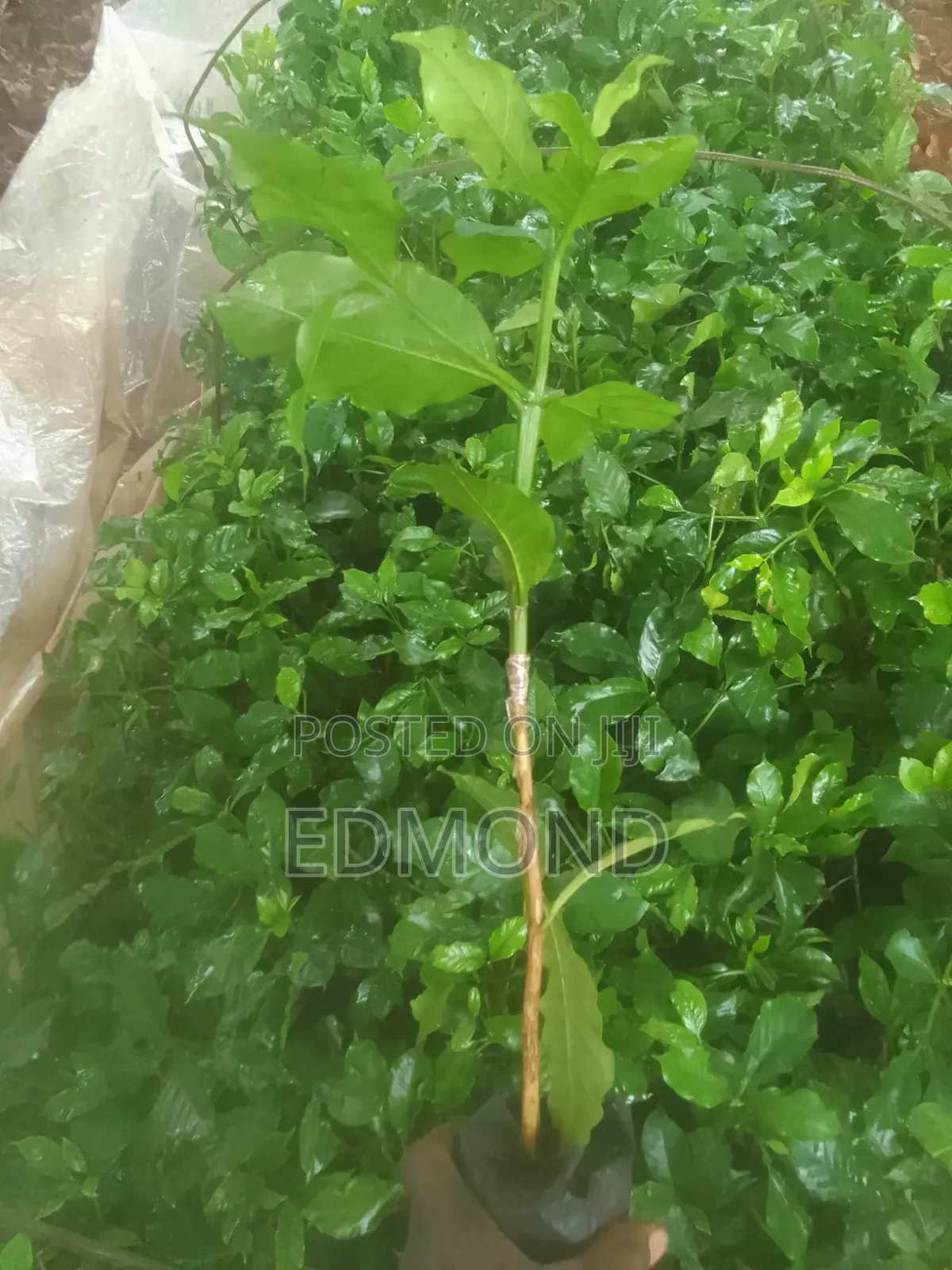 Grafted Ruiru 11 Coffee Seedlings