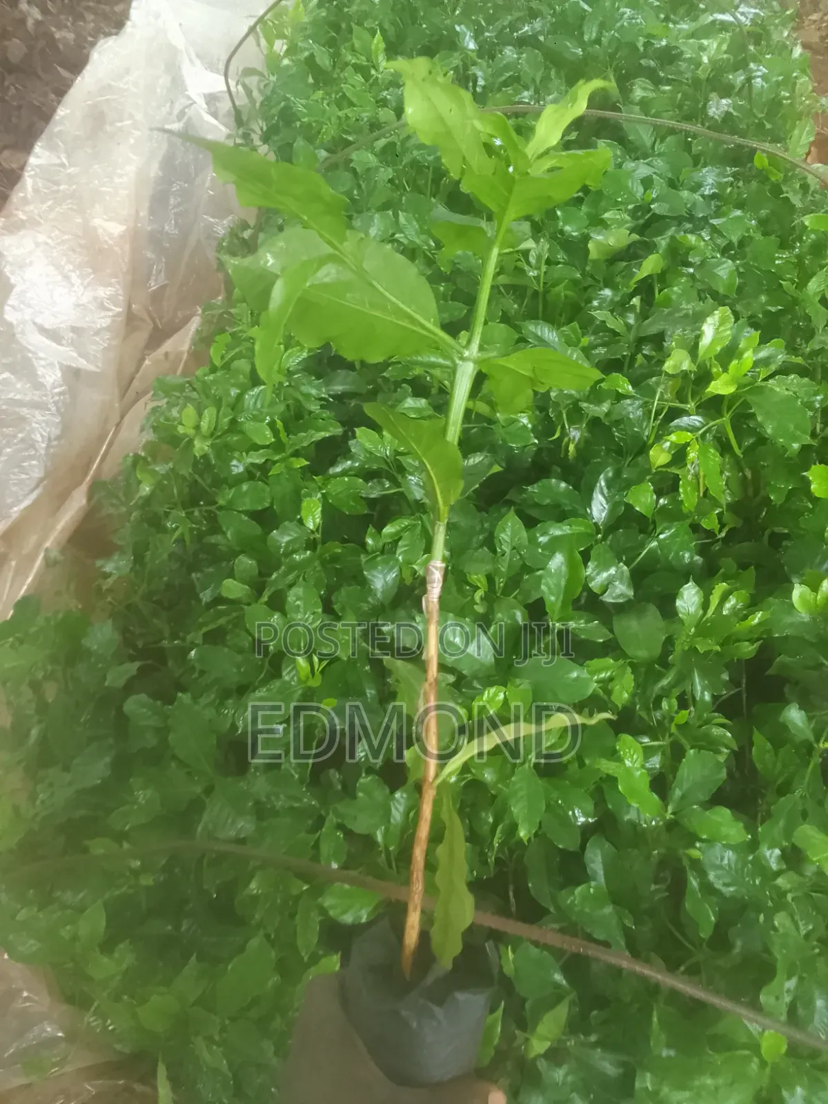 Grafted Ruiru 11 Coffee Seedlings
